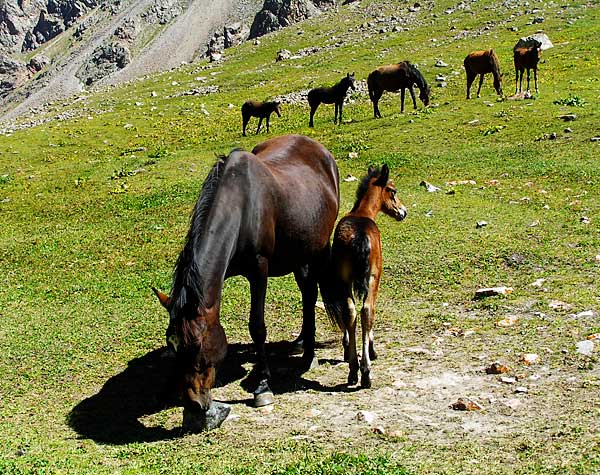 Стада домашнего скота делающие долины Киргизии пустынями