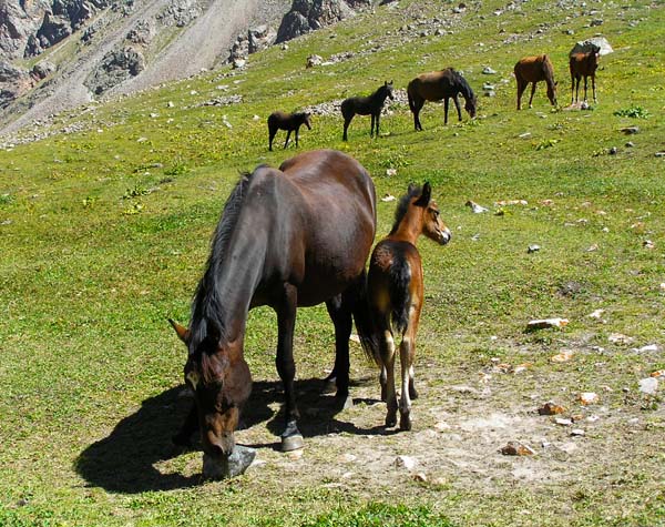 Исходный снимок Стада домашнего скота делающие долины Киргизии пустынями