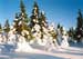 Укутанные снегом ели в подгольцовой зоне Уральских гор