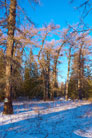 Лиственницы в зимнем лесу на Южном Урале