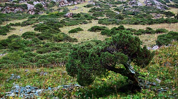 Арчовый стланик на склонах долины Аламедин