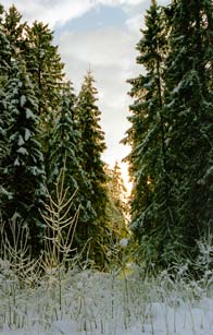 Просека в зимнем лесу