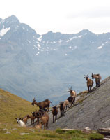Горные козлы на хребте Тексель в Эцтальских Альпах